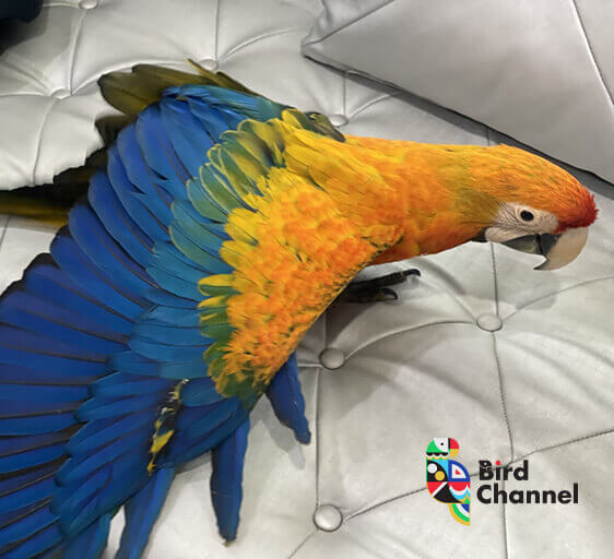 capri macaw 2