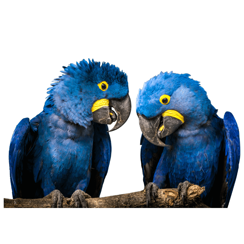 hyacinth macaw price